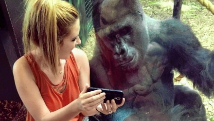 Gorilla smartphone dipendente, lo zoo di Chicago prende misure per proteggerlo 